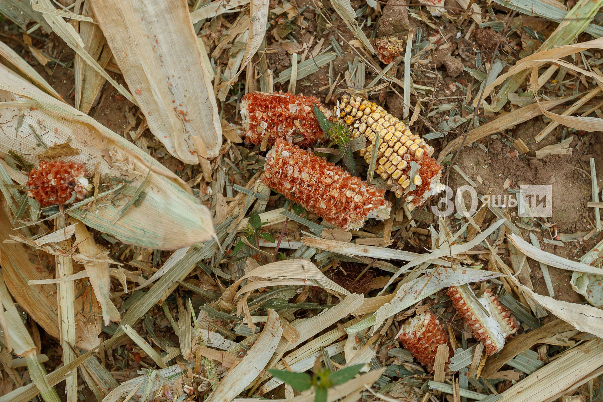 Саба районында кукуруз уңышын җыялар