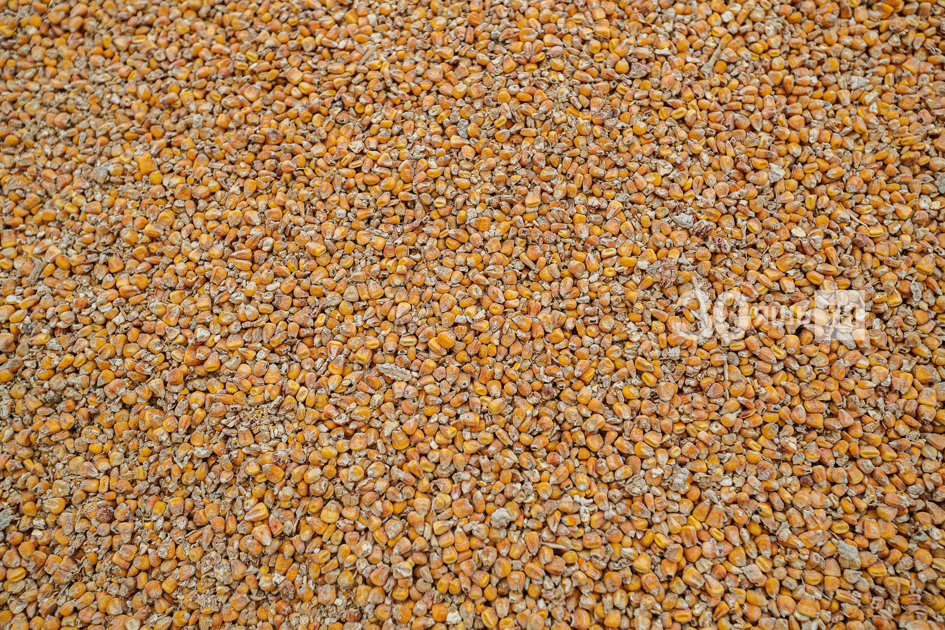 Саба районында кукуруз уңышын җыялар
