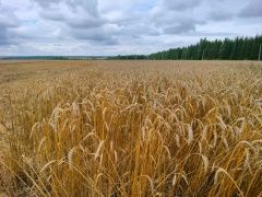 Шекшенең «Зиләйлүк» коллективы кыр батырлары алдында чыгыш ясады