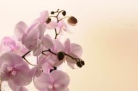 Орхидеяны үстерә беләсезме?
