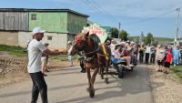 Сатышта бирнә җыярга җигүле ат бизәп чыкканнар