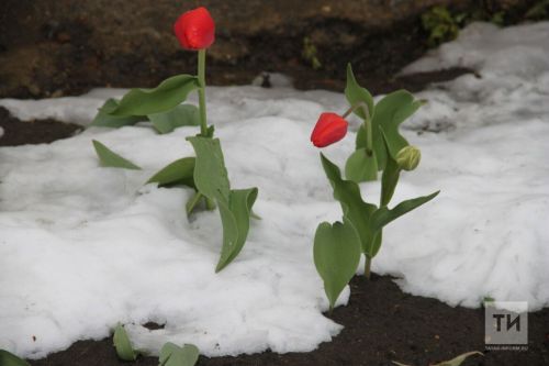 Һава торышы: май салкыннары дәвам итә