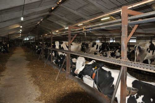 Продуктлылыклары кимүдә сыерларның гаебе юк