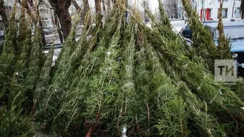 Татарстанның Россельхознадзор белгече: Чыршы сатып алыр алдыннан документ таләп итәргә кирәк
