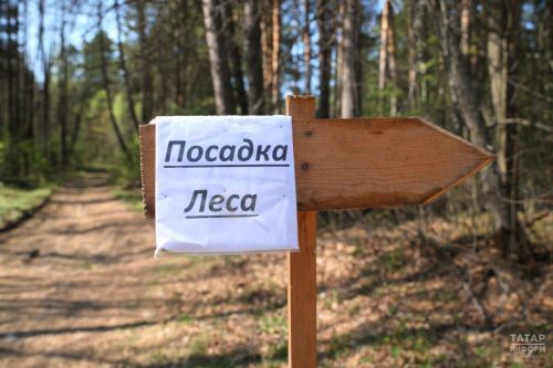 Татарстанда илкүләм проект буенча 1,7 мең гектарда урман торгызу эшләре башкарылган