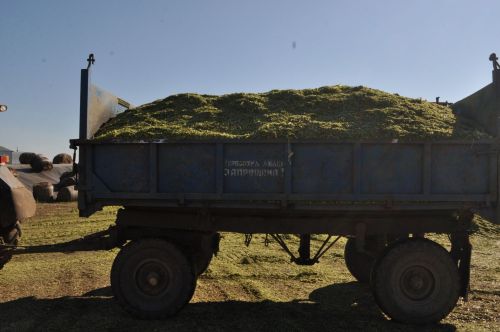 “Курсабаш”та барысы 11670 тонна  кукуруз  силосы  салынган