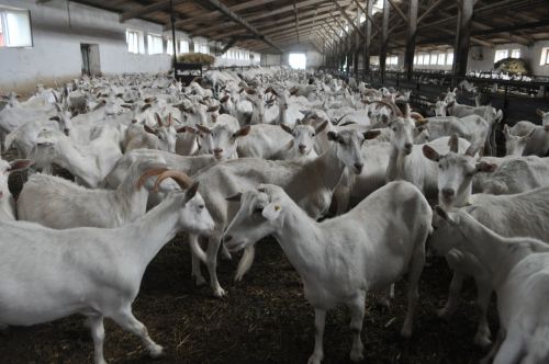 Белоруссия делегациясе  Саба районына   килде