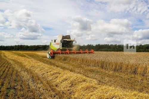 Татарстан аграрийлары көзге бодай һәм рапс җыюга кереште