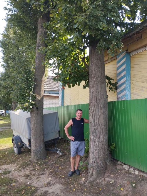 «Өч дус юкәсе»нең моңсу язмышы: Тимершыкта 40 еллык хәтер киселде