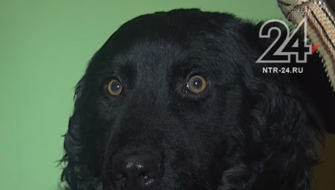 В Нижнекамске собака, которую похоронили всем домом, вернулась в подъезд