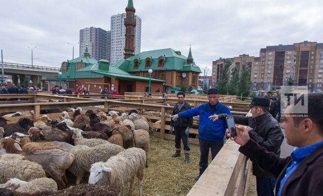 Татарстанда корбанга сарыклар җитә, оештырылуы җитми – авыл хуҗалыгы министрлыгы