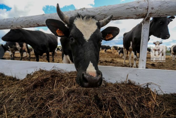 Эш башлаучы яшь фермерларга дәүләт ярдәме суммасы ике тапкыр арткан