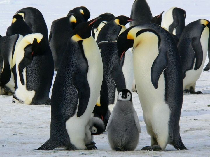 День обучения танцам пингвинов