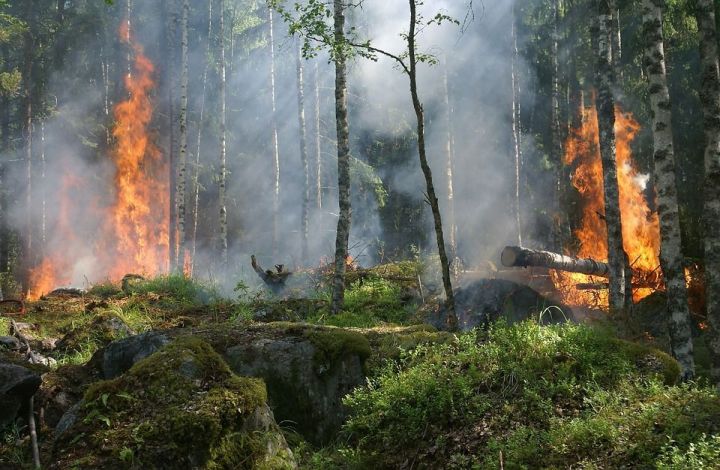 Себердәге урманнарны янгыннан коткаручылар ничә сум хезмәт хакы ала?