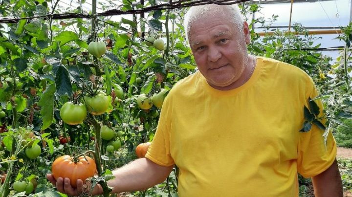 Алабугада фермер 1 кг авырлыктагы томатлар үстерә
