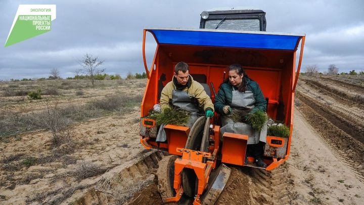 2022 елда Татарстанда «Экология» илкүләм проекты кысаларында 3,6 мең га мәйданда урманнарны торгызу эшләре башкарылачак