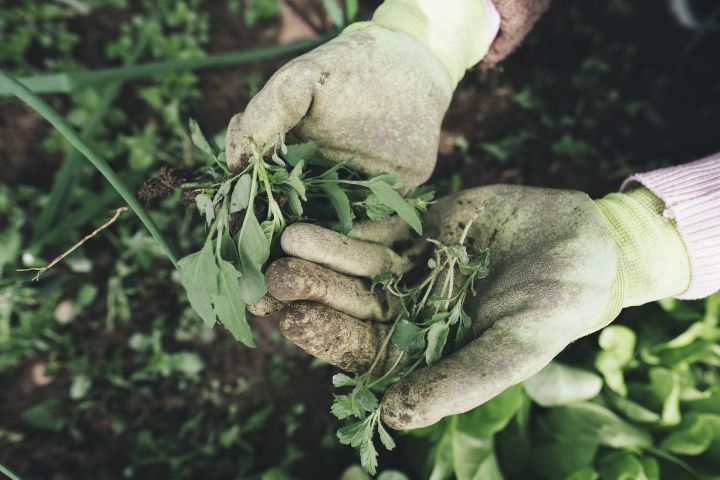 Дождливая погода способствует увеличению количества и росту сорняков на полях – Россельхозцентр Татарстана
