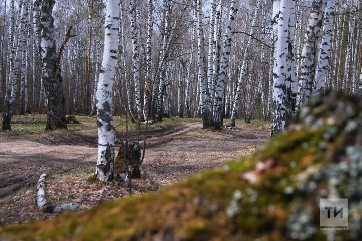 Апрельнең соңгы көнендә Сабада нинди һава торышы көтелә?