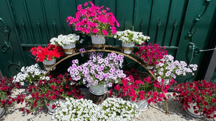 Мишә авыл җирлегендә яшәүчеләрнең капка каршылары чәчәклеккә күмелгән