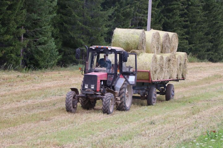 Кышны кырда кайгырталар