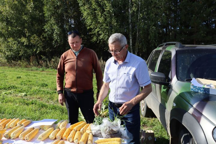 Кукуруз  урырга да, җир эшкәртергә  дә вакыт