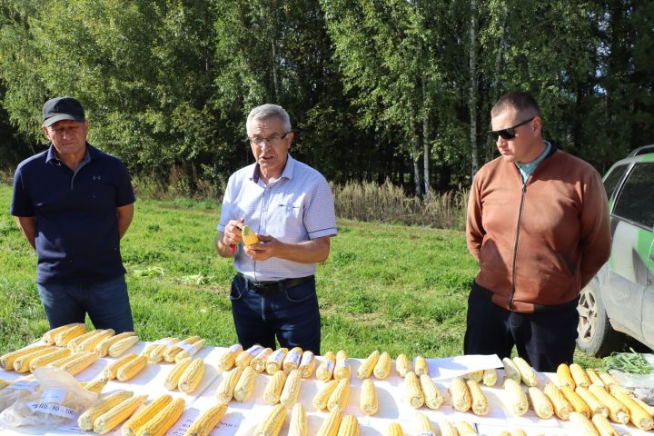 Кукуруз  урырга да, җир эшкәртергә  дә вакыт