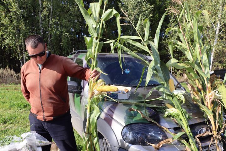 Кукуруз  урырга да, җир эшкәртергә  дә вакыт