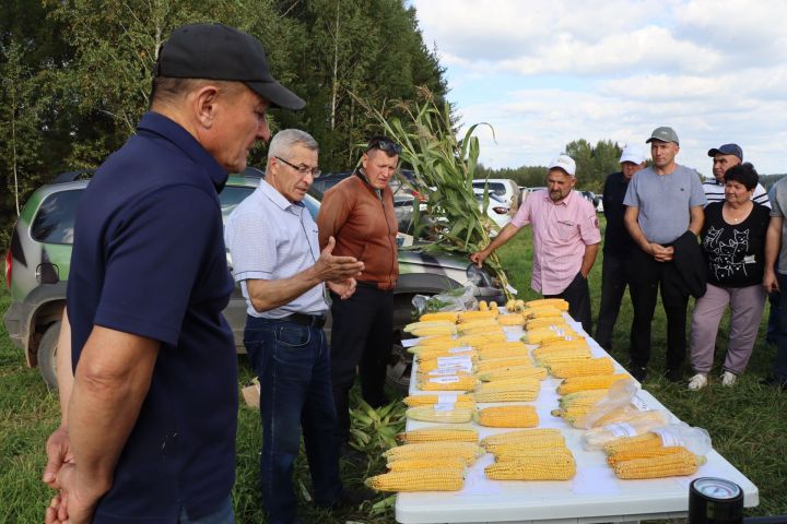 Кукуруз  урырга да, җир эшкәртергә  дә вакыт