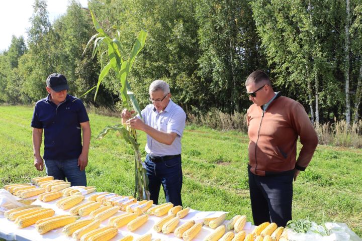 Кукуруз  урырга да, җир эшкәртергә  дә вакыт