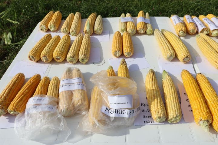 Кукуруз  урырга да, җир эшкәртергә  дә вакыт