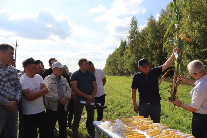 Кукуруз  урырга да, җир эшкәртергә  дә вакыт