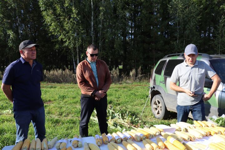 Кукуруз  урырга да, җир эшкәртергә  дә вакыт