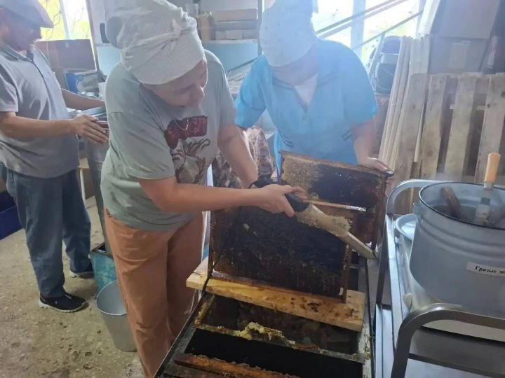 Лесхоз бистәсендә урнашкан  өлкәннәр өчен интернат-йортның умарталыгы мул уңыш белән сөендерде