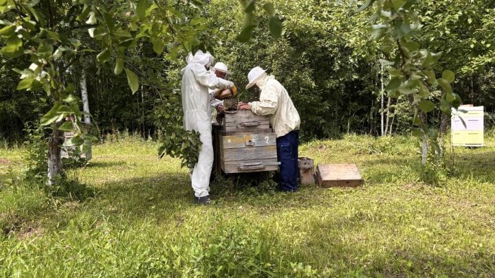 Лесхоз бистәсендә урнашкан  өлкәннәр өчен интернат-йортның умарталыгы мул уңыш белән сөендерде