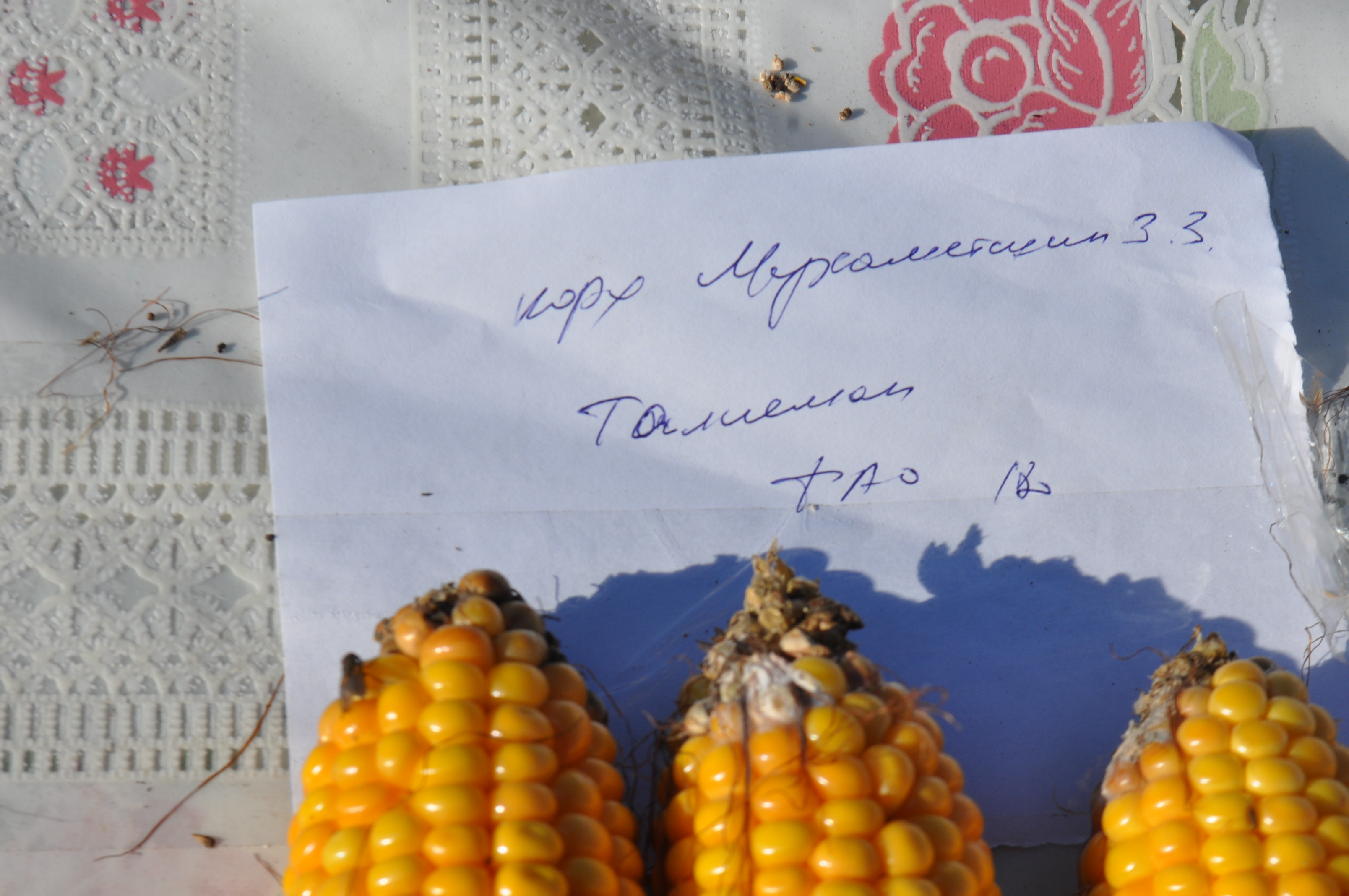 Күргәзмәгә төрле хуҗалыкларның кукуруз гибриды үрнәкләре куелган иде