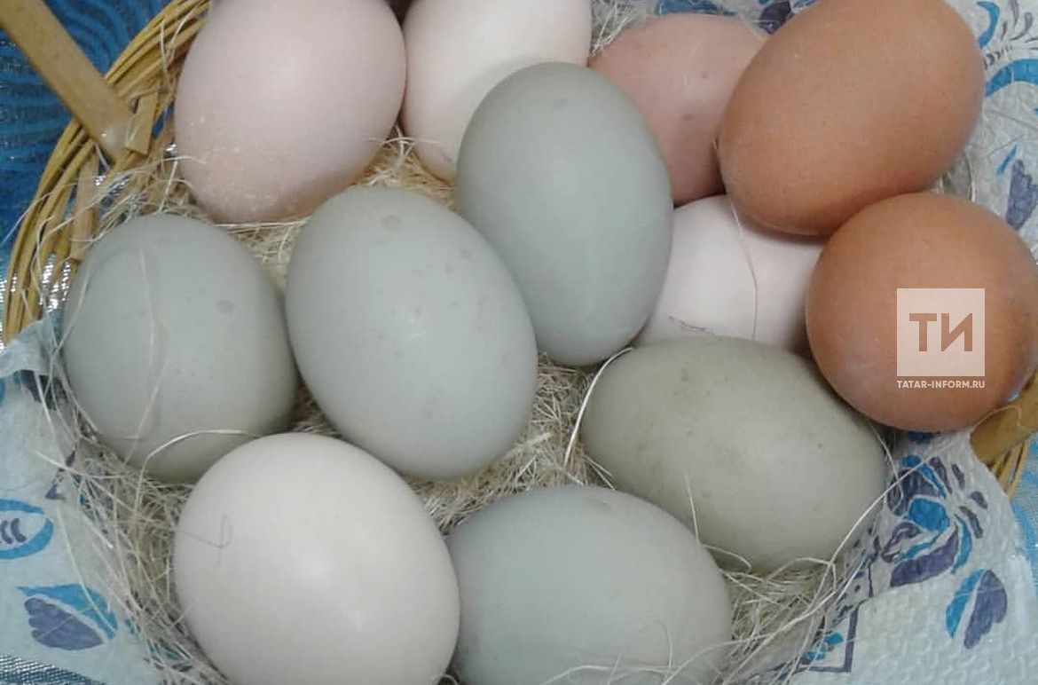 Кура несущая крупные яйца. Курица несущая зеленые яйца. Зелёные яйца у кур Араукана. Куры которые несут зеленые яйца. Порода кур с голубыми яйцами.