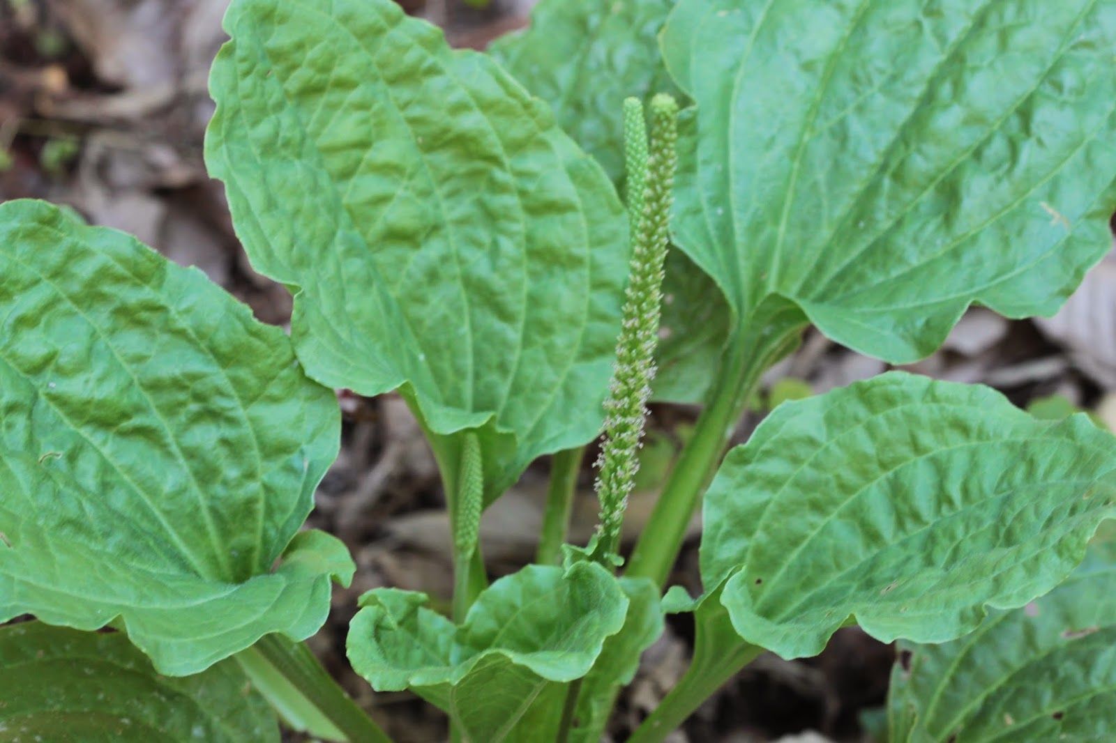 Лист травянистое. Подорожник ( Plantago Major). Подорожник большой (Plantago Major l.). Подорожник Plantago Psyllium. Подорожниковые (Plantaginaceae).