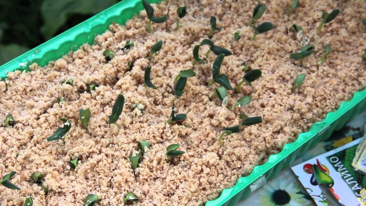 «Кыяр орлыкларын, тизрәк үссеннәр өчен, туфракка түгел, ә пычкы чүбенә утыртам» ди һәвәскәр бакчачы