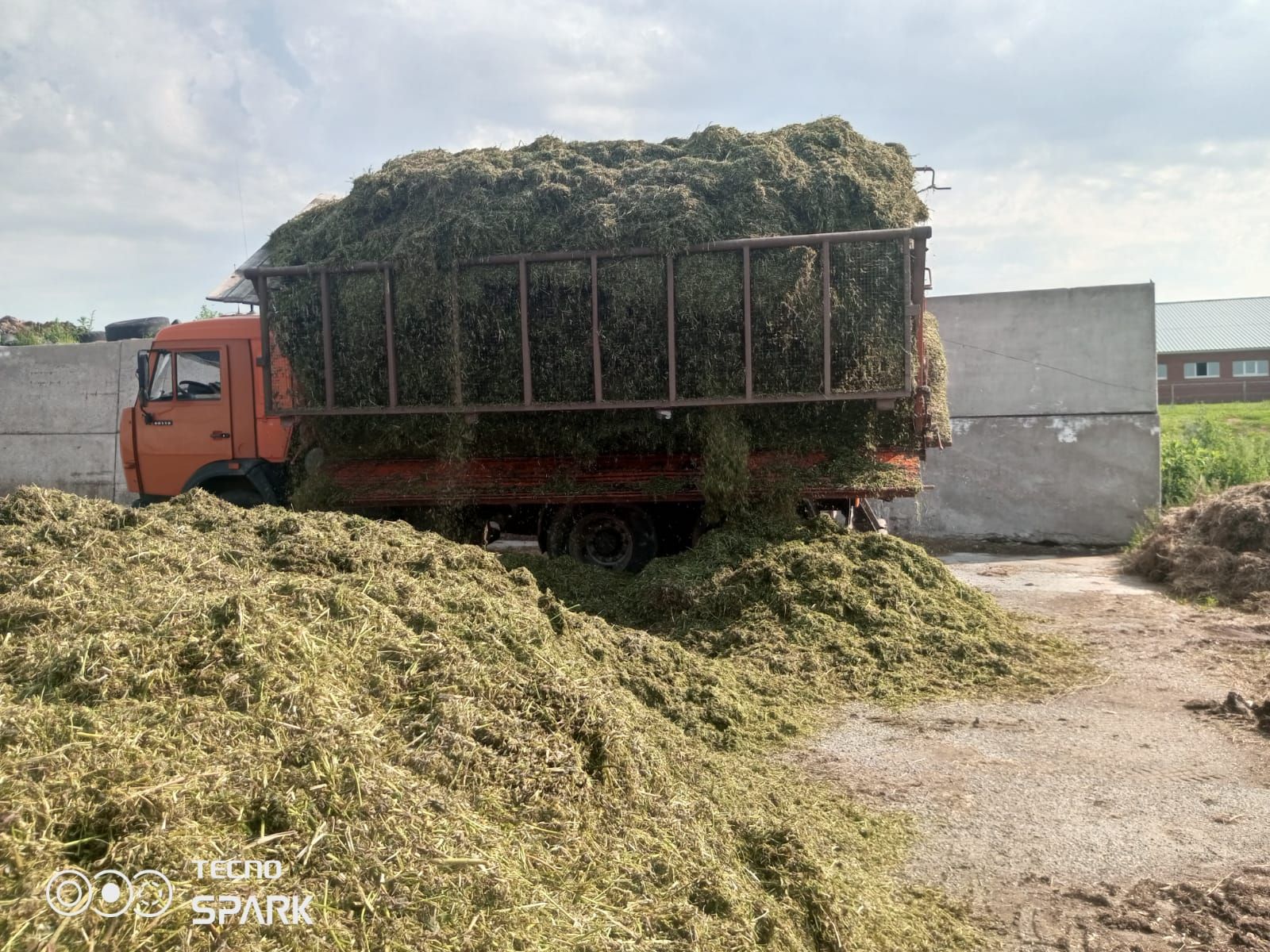 «Лукоз Саба»да терлек азыгы әзерлиләр