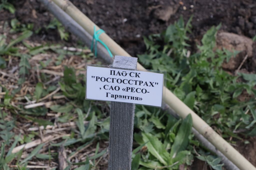 Тантана  агач утырту белән төгәлләнде