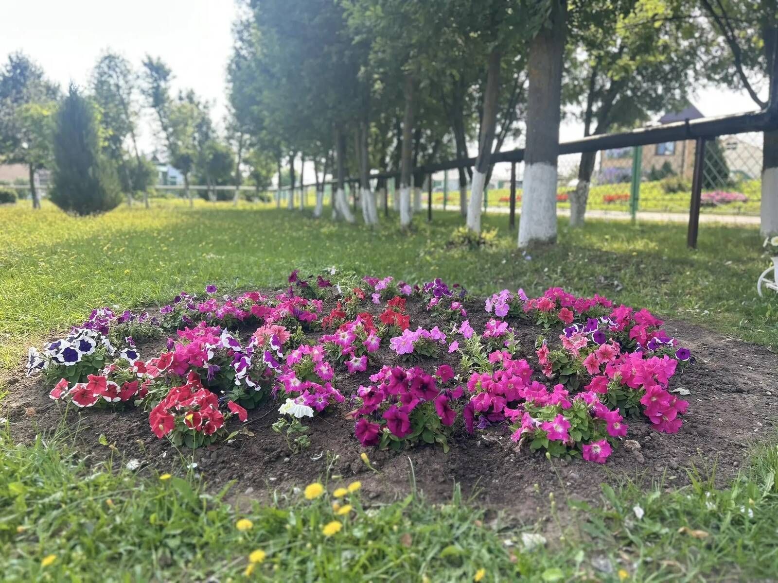 Чәчәкләр дөньясында сәяхәт: Саба гимназиясендә купшы бакча барлыкка килде