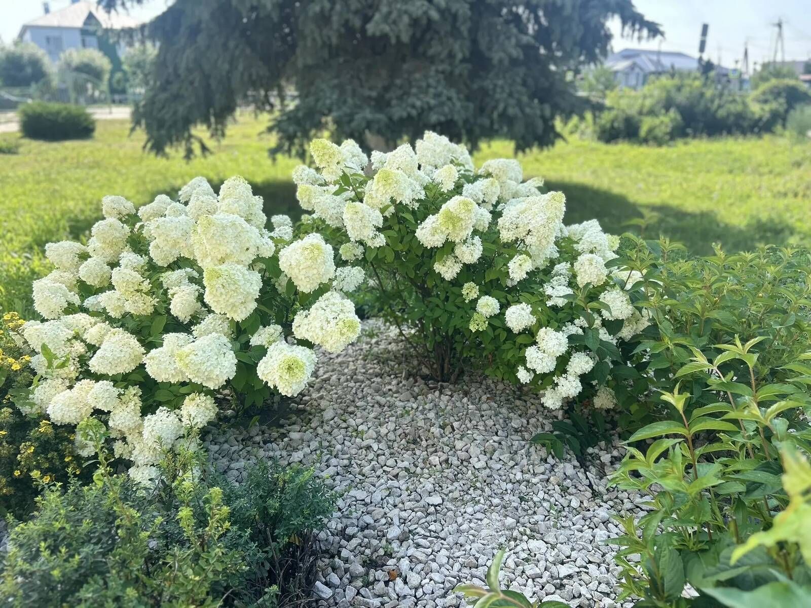 Чәчәкләр дөньясында сәяхәт: Саба гимназиясендә купшы бакча барлыкка килде