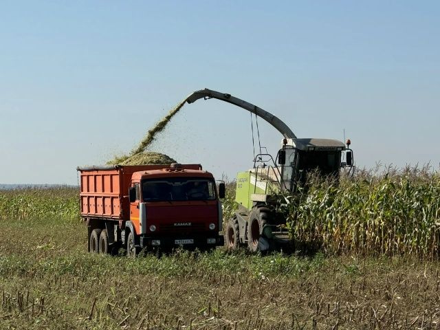 Сабада урак өсте: «Шытсу»да силоска кукуруз, «Сатыш»та — бөртеккә кукуруз һәм көнбагыш