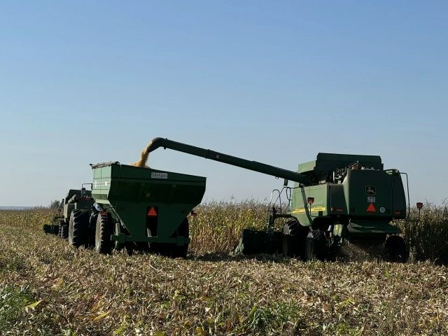 Сабада урак өсте: «Шытсу»да силоска кукуруз, «Сатыш»та — бөртеккә кукуруз һәм көнбагыш