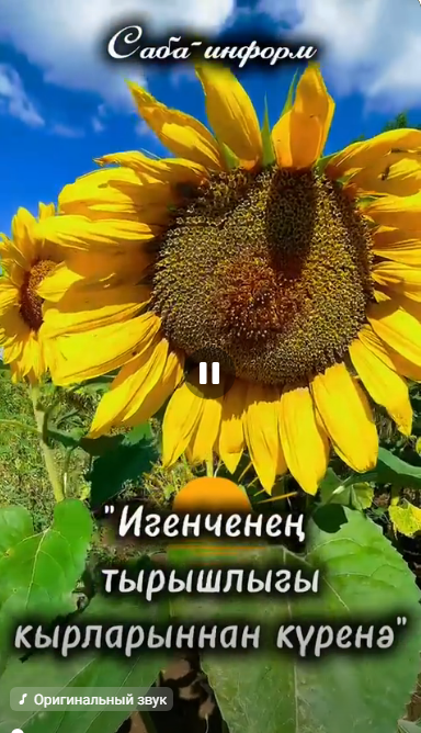 “Юлбат” авыл хуҗалыгы предприятиесенең "Килдебәк" бригадасында районда беренчеләрдән булып көзге чәчүгә чыктылар