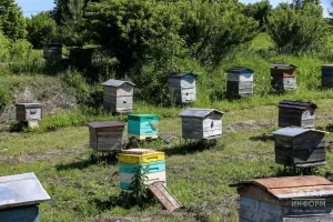 2026 елгы бал сезоны: бәяләр нинди һәм нәрсәгә бәйле?
