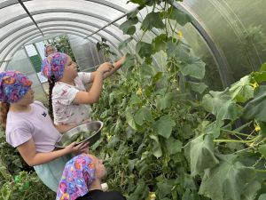 «Тургай» приютында хезмәт тәрбиясе: балалар теплицаларда мул уңыш үстерәләр