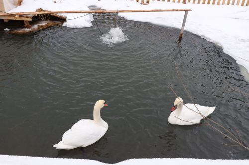 Саба  урманчылары беренчелекне бирмиләр, һәрвакыт  алдынгылар