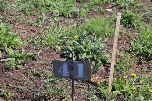 Бәйрәм көнне Сабадагы  Җиңү аллеясенә 43 төп агач утыртылды