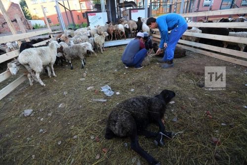 Корбан бәйрәме вакытында Татарстанда чипланган хайваннарны гына чалырга рөхсәт итәчәкләр
